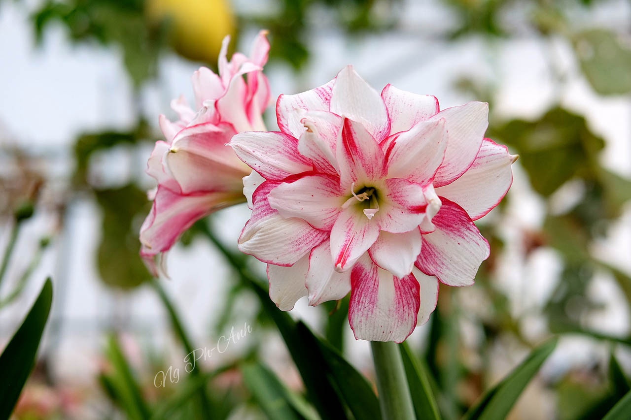 vườn trên sân thượng ảnh 6 vuon tren san thuong anh 6