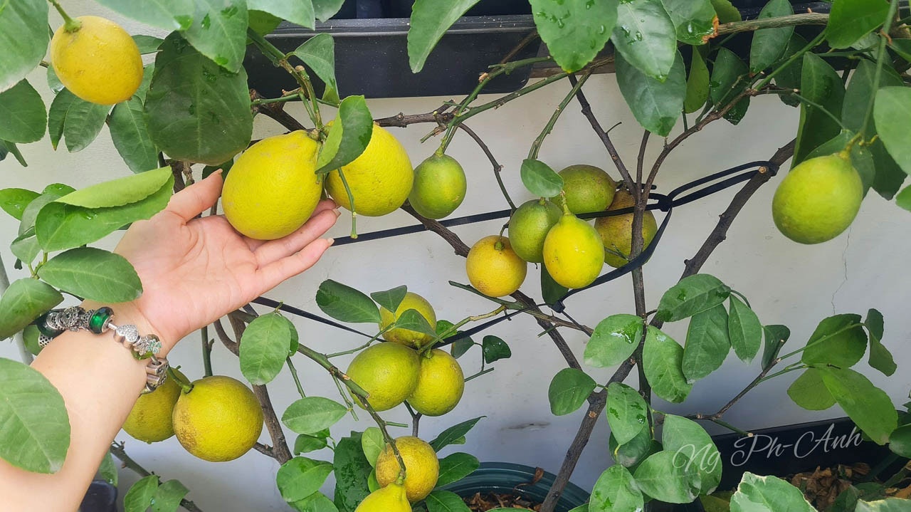 vuon tren san thuong anh 10