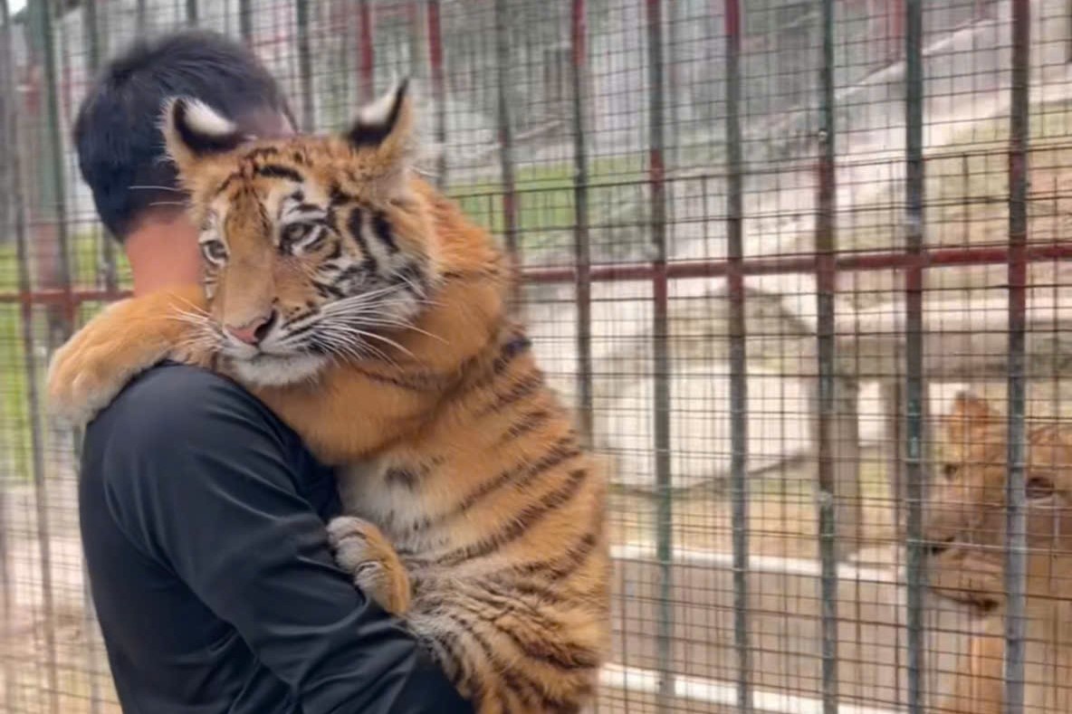 Bieu cam nung niu cua chu ho con o Nghe An hinh anh