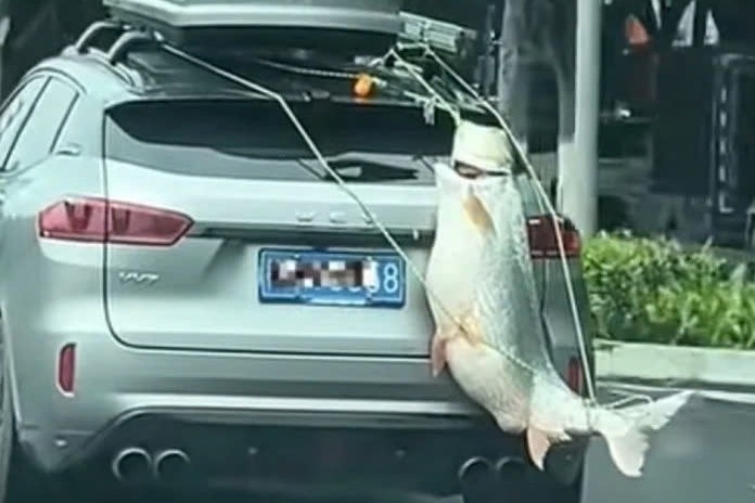 Bi phat vi treo ca 'khong lo' cau duoc di dieu khap pho o Trung Quoc hinh anh