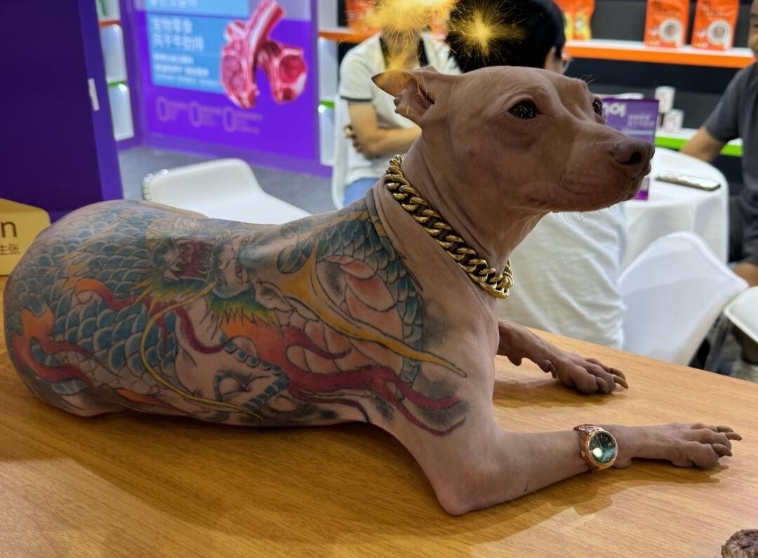 Chu cho bi xam kin lung gay phan no o Trung Quoc hinh anh