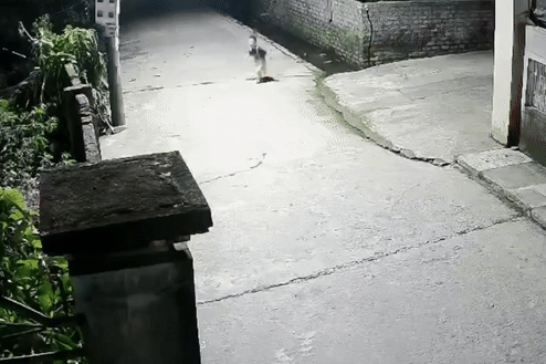 Be 4 tuoi hot hai goi nguoi lon cuu em 2 tuoi roi xuong muong hinh anh