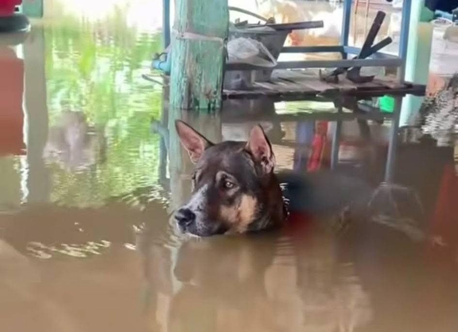 Thuc hu vu 'chu voi chay lu quen thao xich cho cho cung' hinh anh