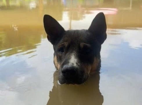 Chu cho giua dong nuoc lu hut trieu view hinh anh