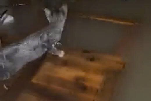 Chang trai goi me, om meo chay lut o Bac Ninh hinh anh