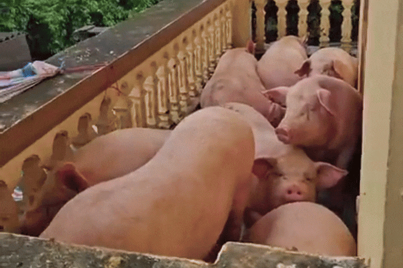 Mang lon, ga len tang 3 tranh lu hinh anh