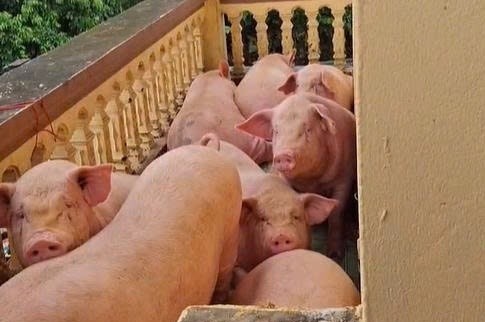 Bat luc nhin lon, ga chen chuc tren tang 3 vi lu bao vay o Thai Nguyen hinh anh