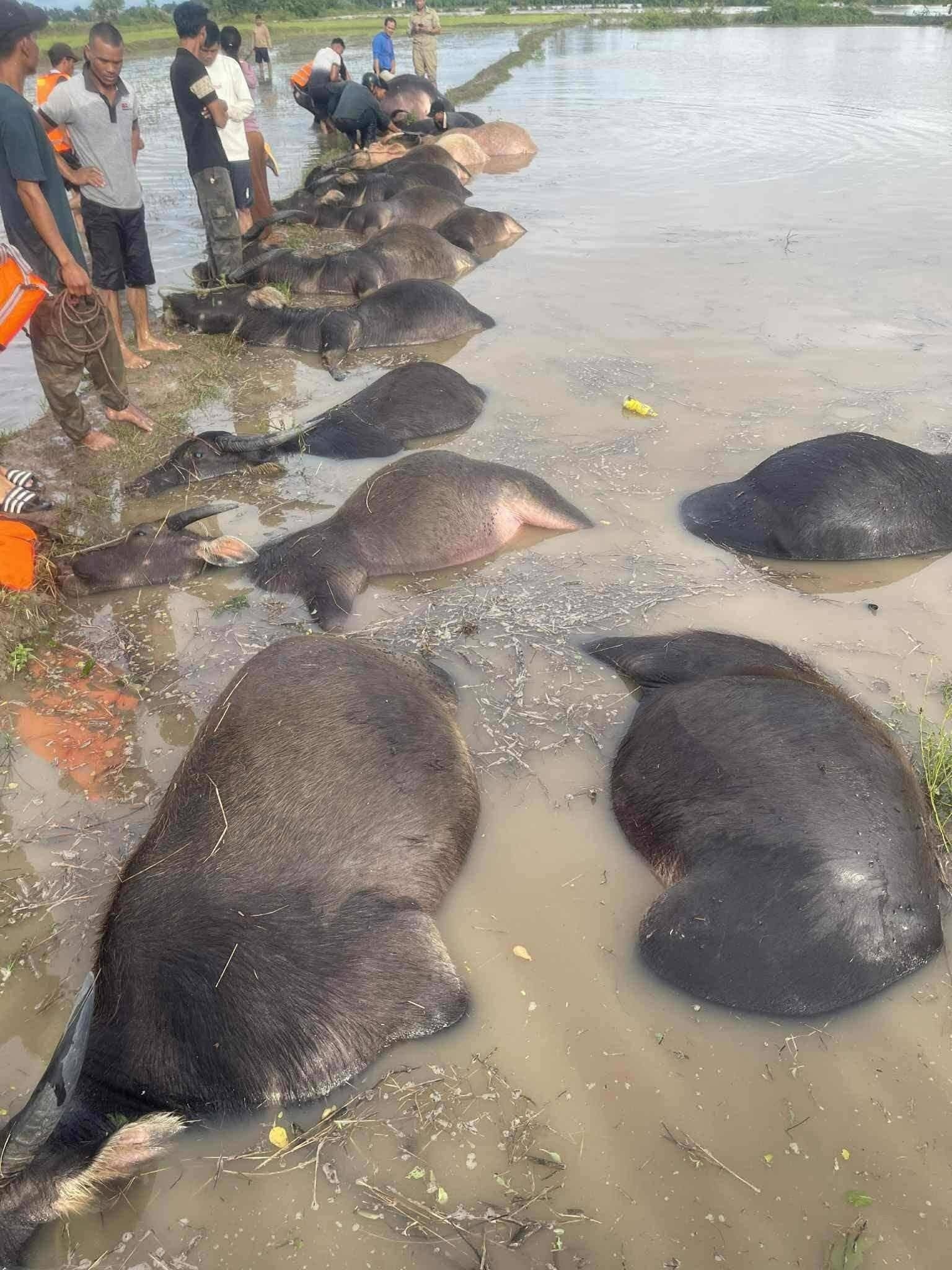 trâu chết ở Đắk Lắk ảnh 1 trau chet o Dak Lak anh 1