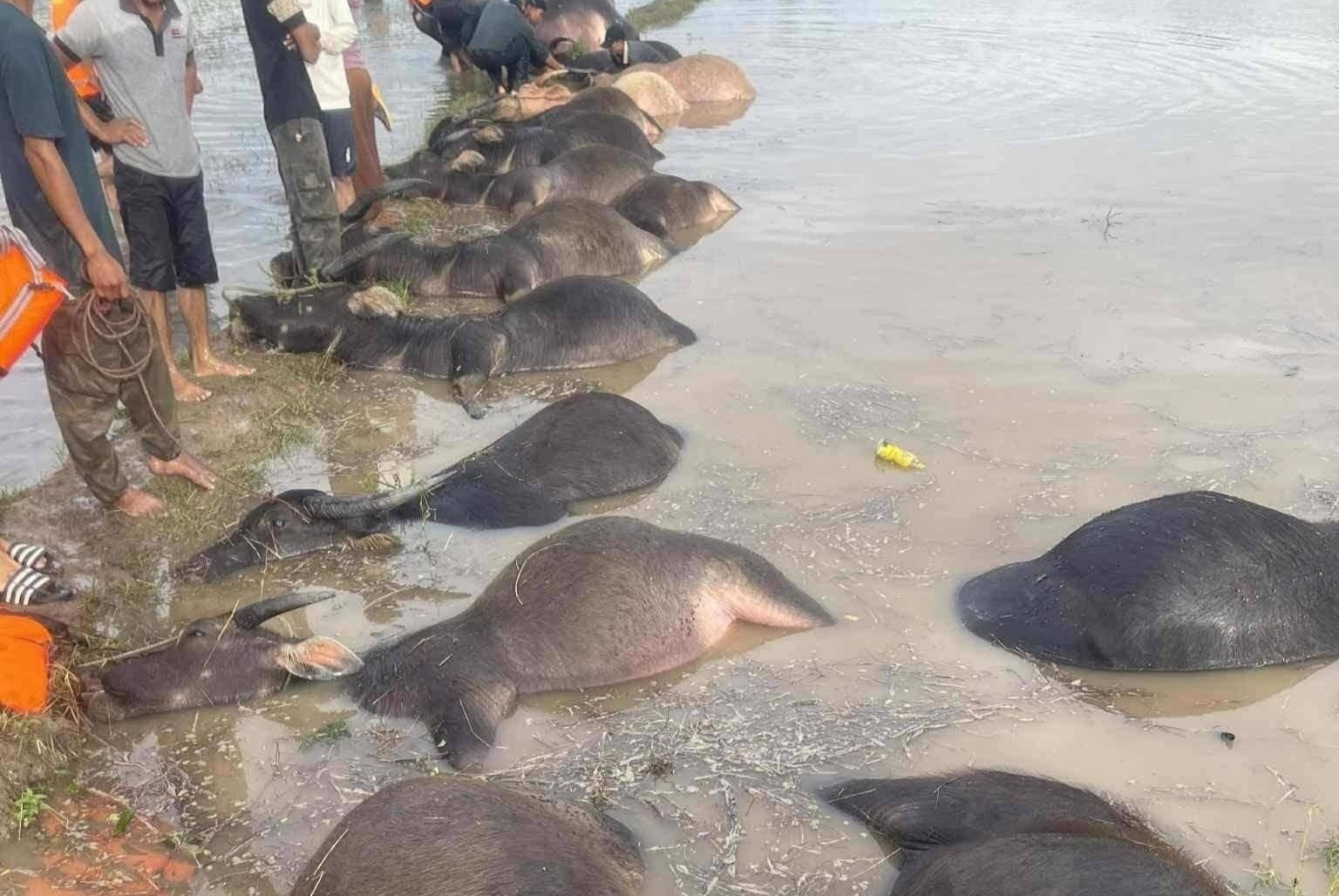 Dan trau chet ngat sau bao so 13 Kalmaegi o Dak Lak hinh anh