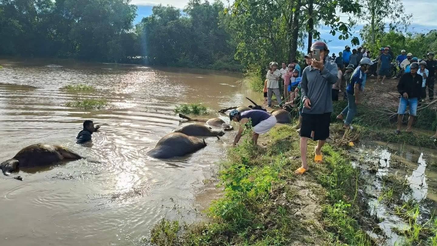 trau chet o Dak Lak anh 2