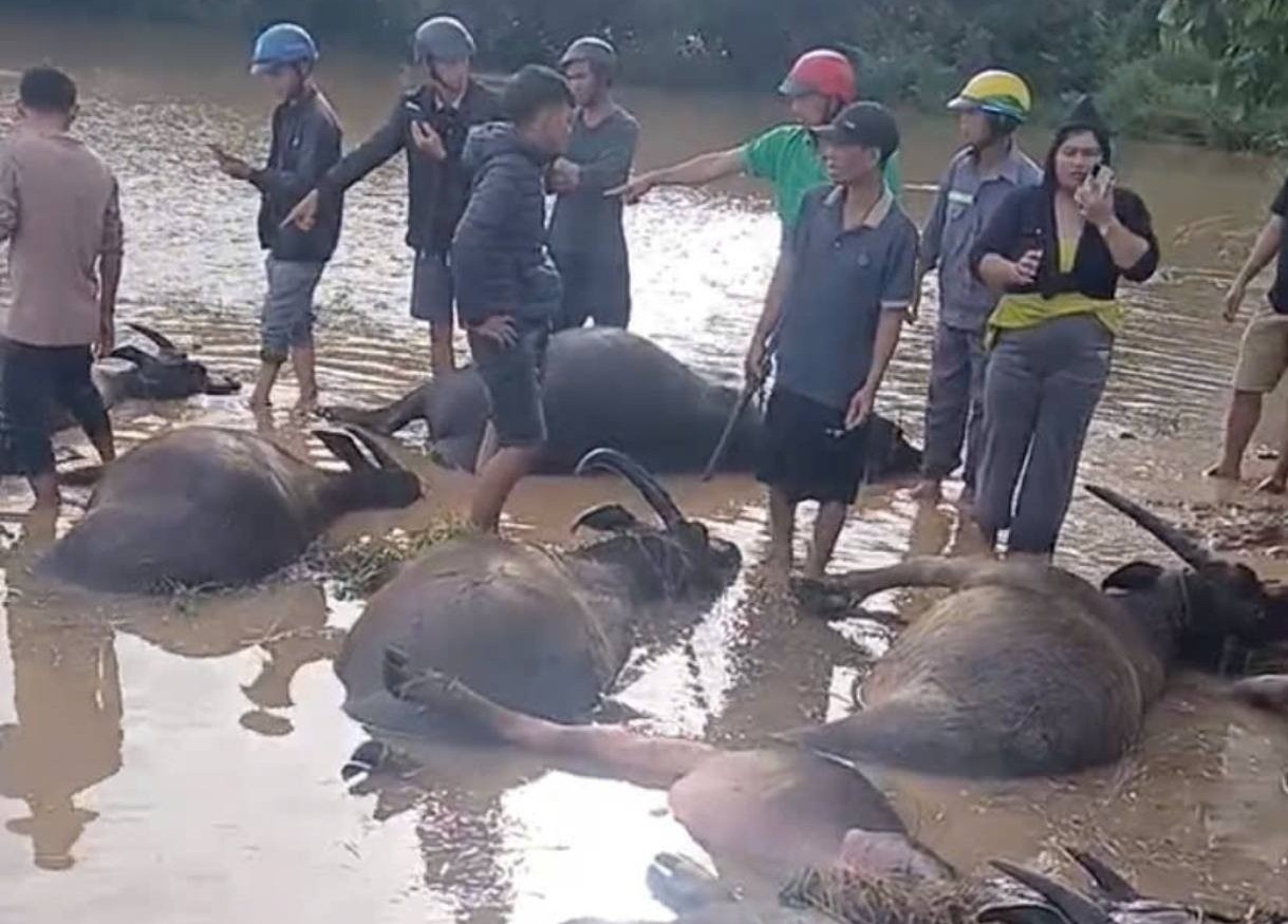Dan trau chet la liet duoi ruong o Dak Lak sau bao so 13 Kalmaegi hinh anh