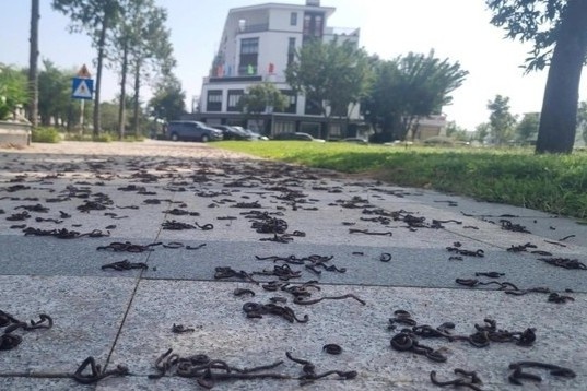 Chuyen gia ly giai hien tuong hang nghin con giun dat bo len via he hinh anh