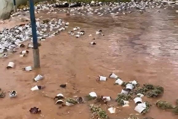 Clip lu du cuon phang vuon sen da tien ty o Da Lat hinh anh