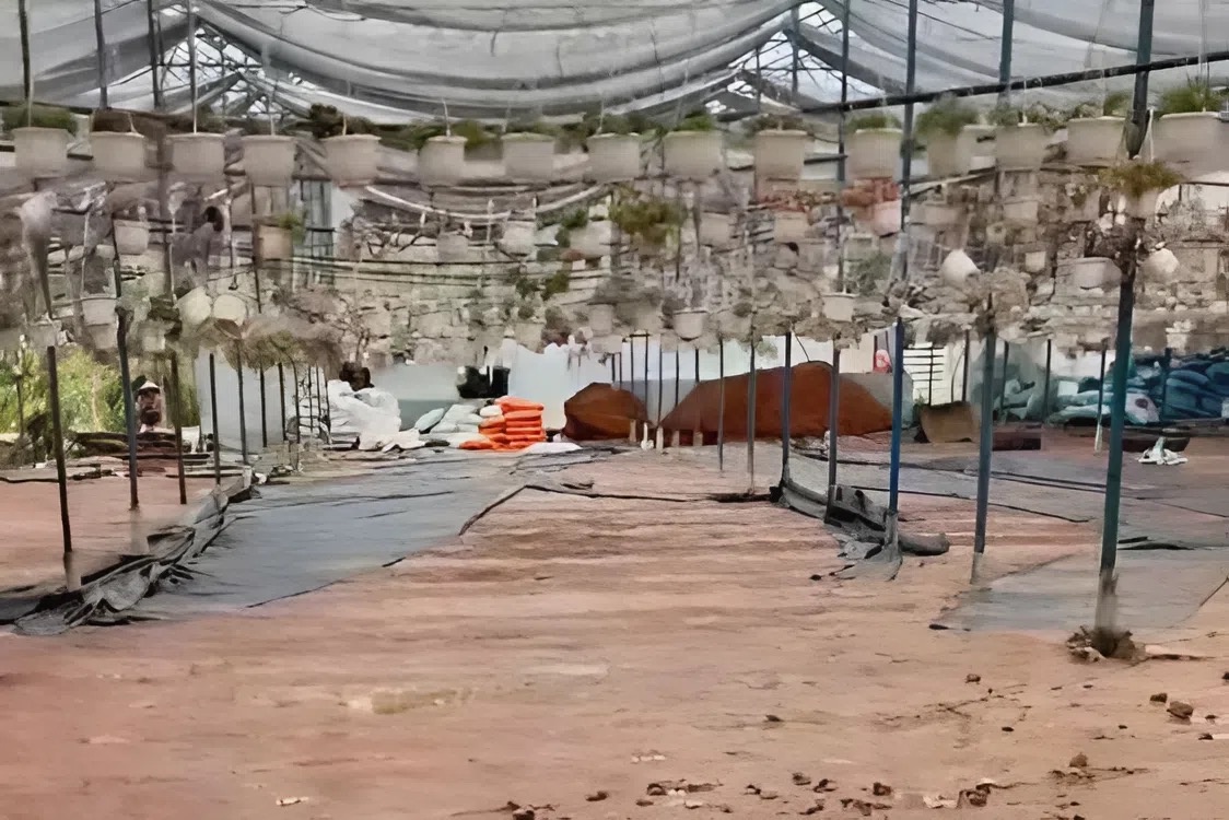 Lu 'xoa so' vuon sen da tien ty, chu vuon lon nhat Da Lat trang tay hinh anh