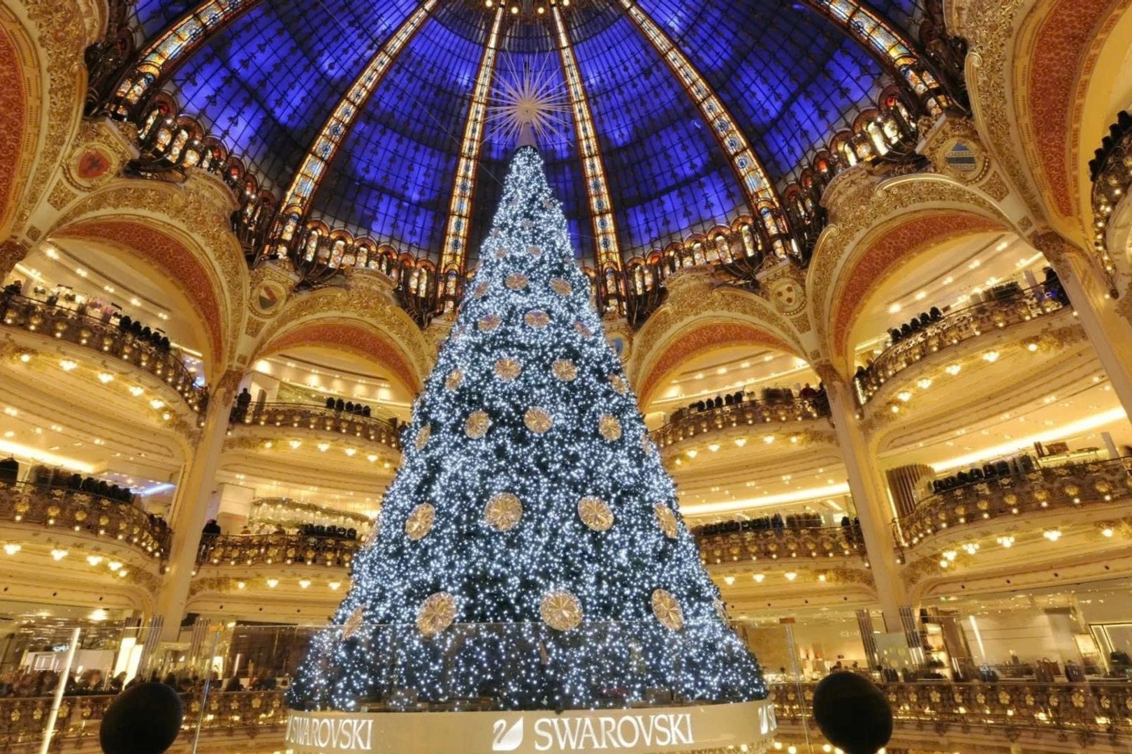 Cay thong Noel dat nhat hanh tinh hinh anh