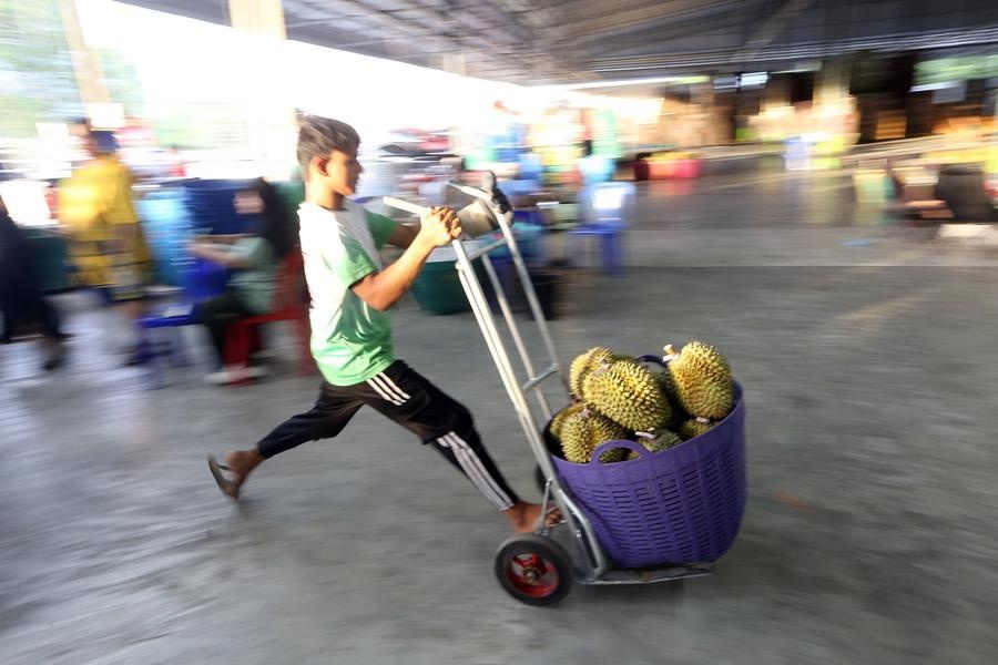 sau rieng anh 5