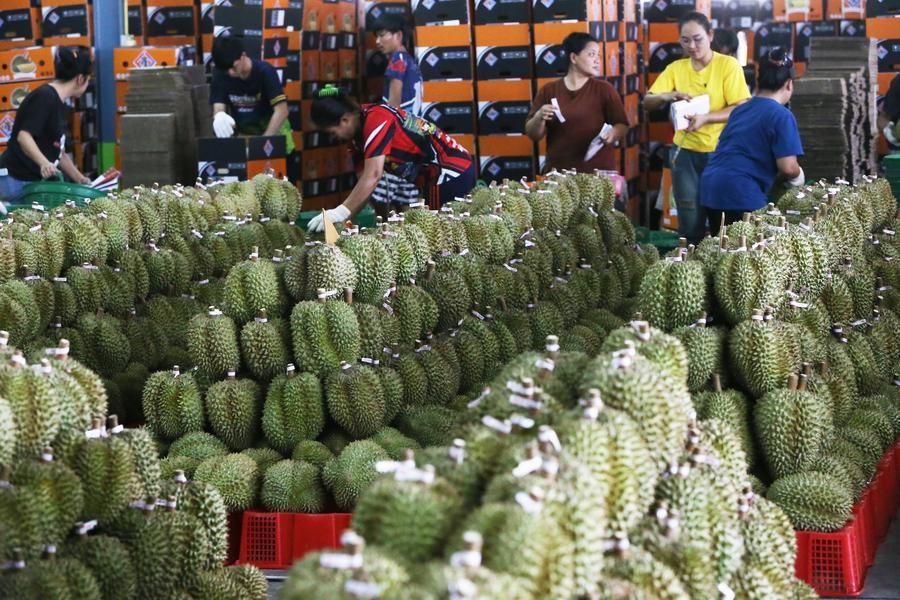 sau rieng anh 1