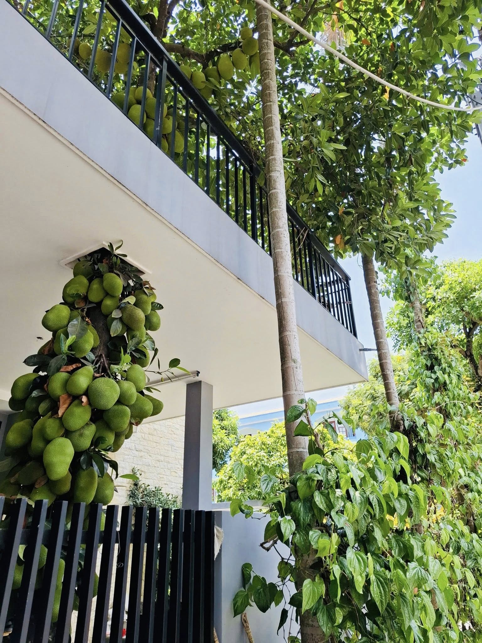 cây mít ảnh 1 cay mit anh 1