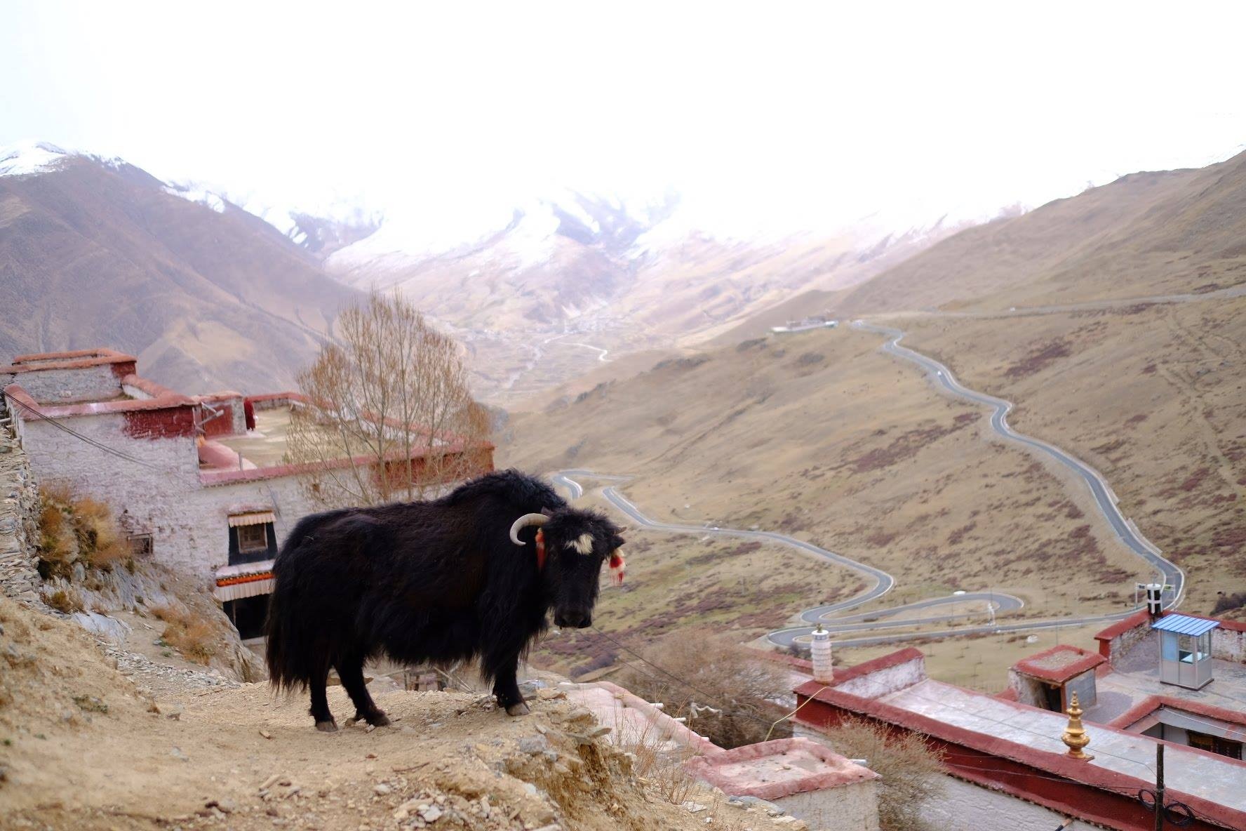 du lịch Tây Tạng ảnh 12 du lich Tay Tang anh 12