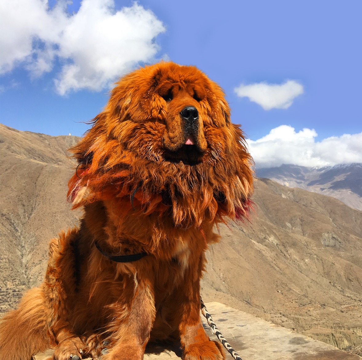 du lịch Tây Tạng ảnh 17 du lich Tay Tang anh 17