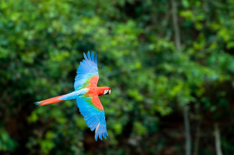 Du lịch Brazil ảnh 30 Du lich Brazil anh 30