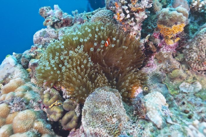 Lan ngam san ho o Komodo, Indonesia hinh anh