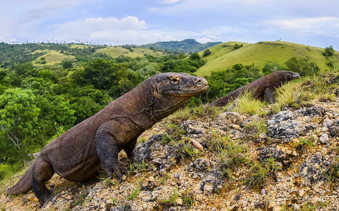 bai bien hong dao Komodo anh 13