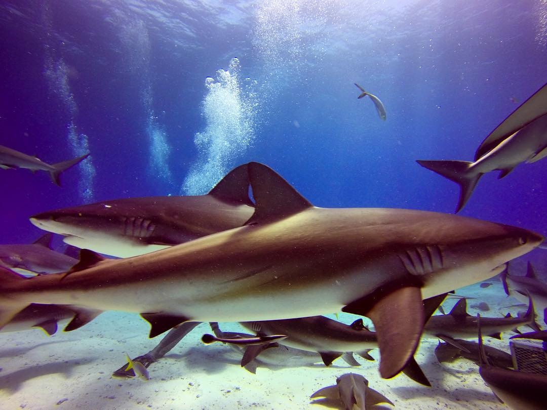 du lich dao lon Bahamas anh 11