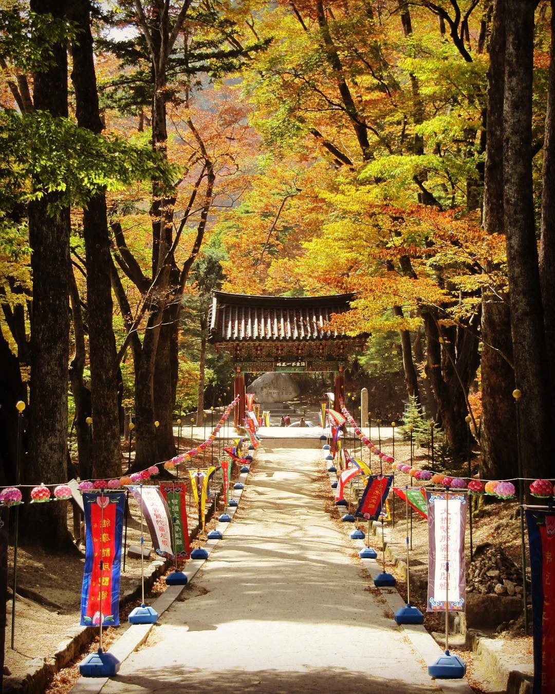 la vang mua thu Han Quoc anh 4