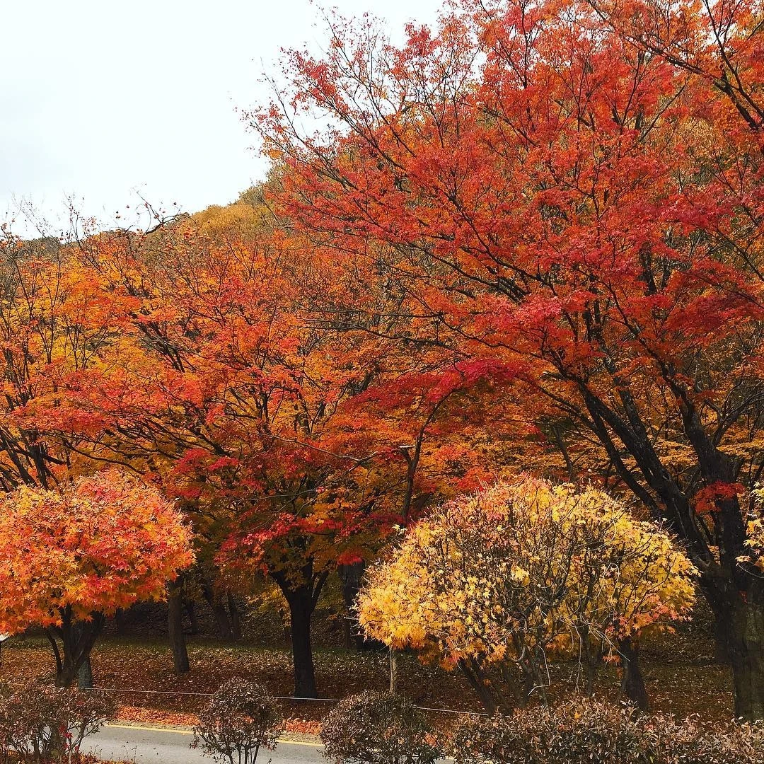 la vang mua thu Han Quoc anh 7