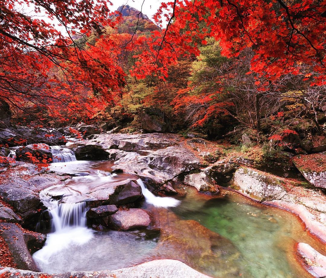 la vang mua thu Han Quoc anh 9