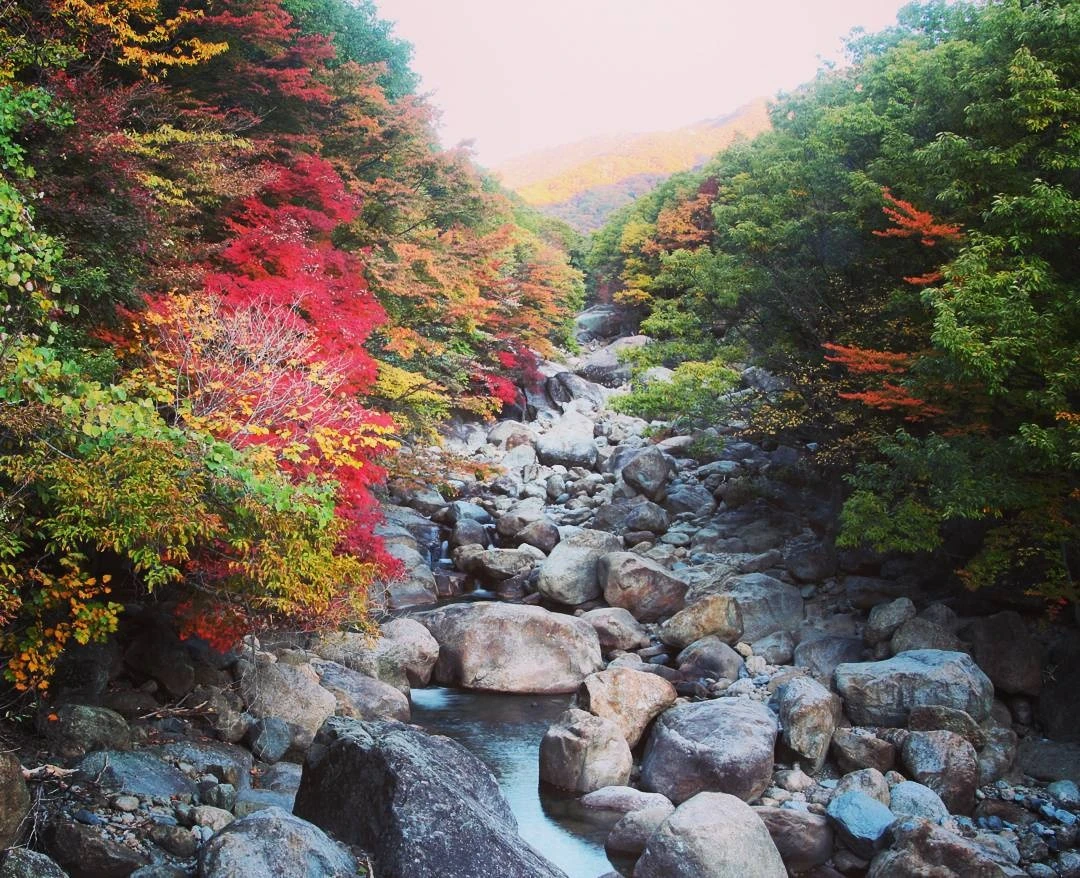 la vang mua thu Han Quoc anh 10