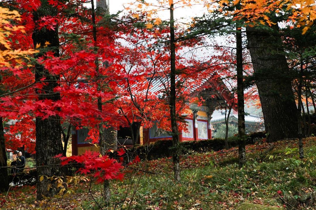 la vang mua thu Han Quoc anh 13