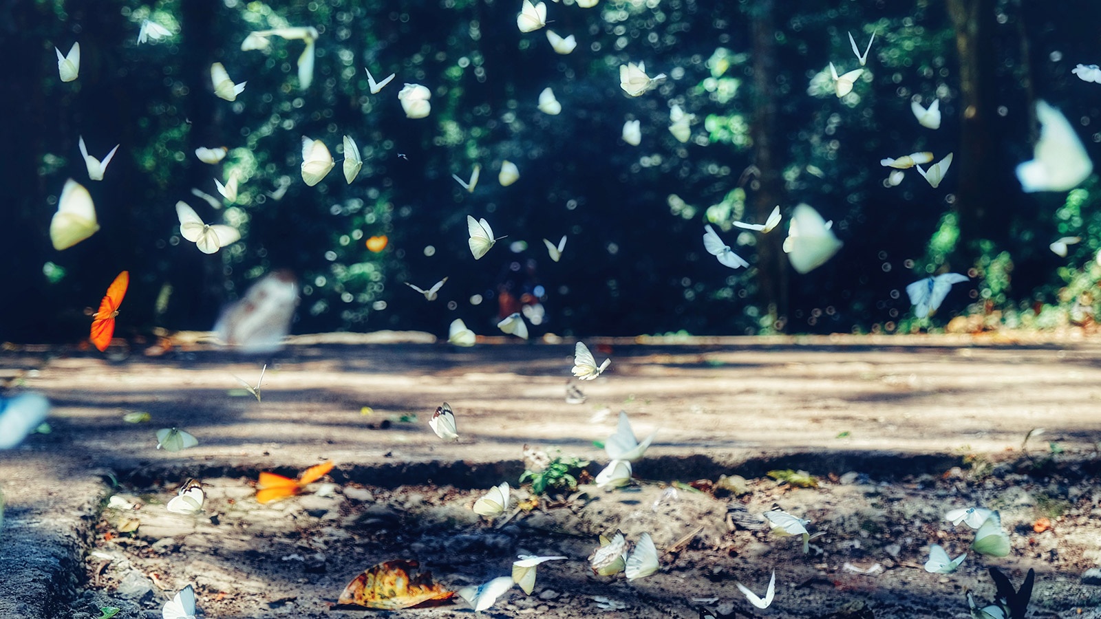 dia diem cam trai gan Ha Noi anh 13