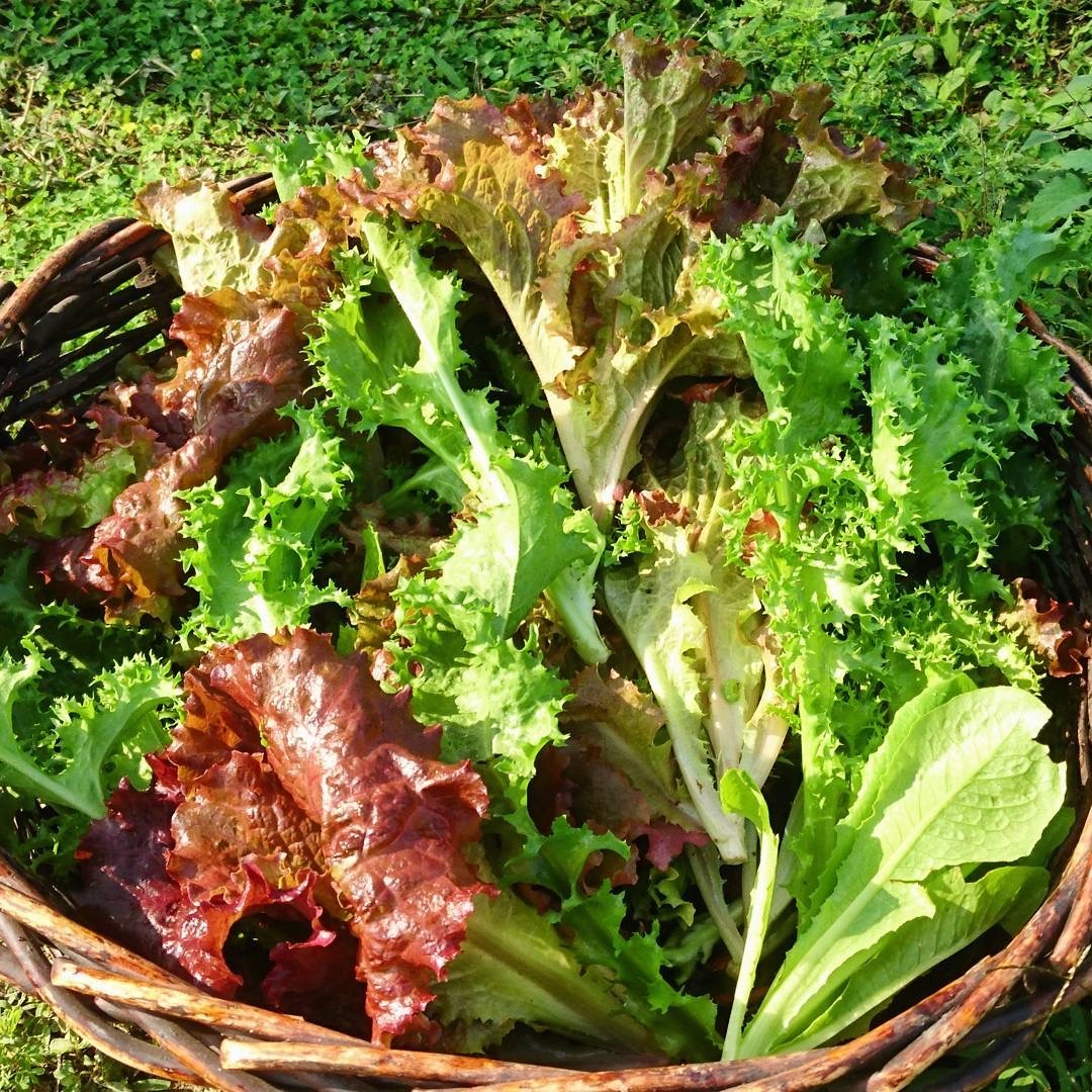 thuc pham het han van co the su dung anh 20