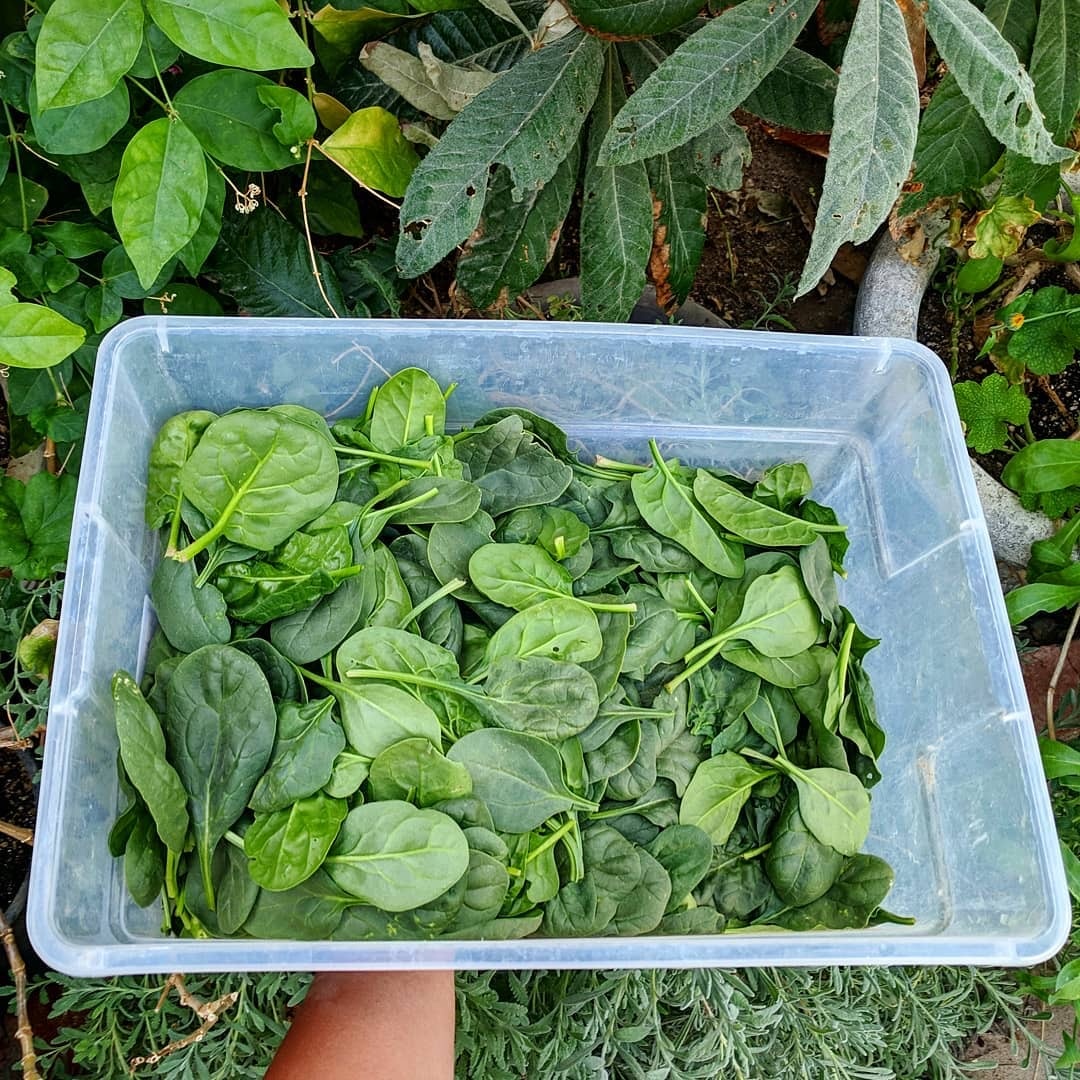 thuc pham het han van co the su dung anh 21