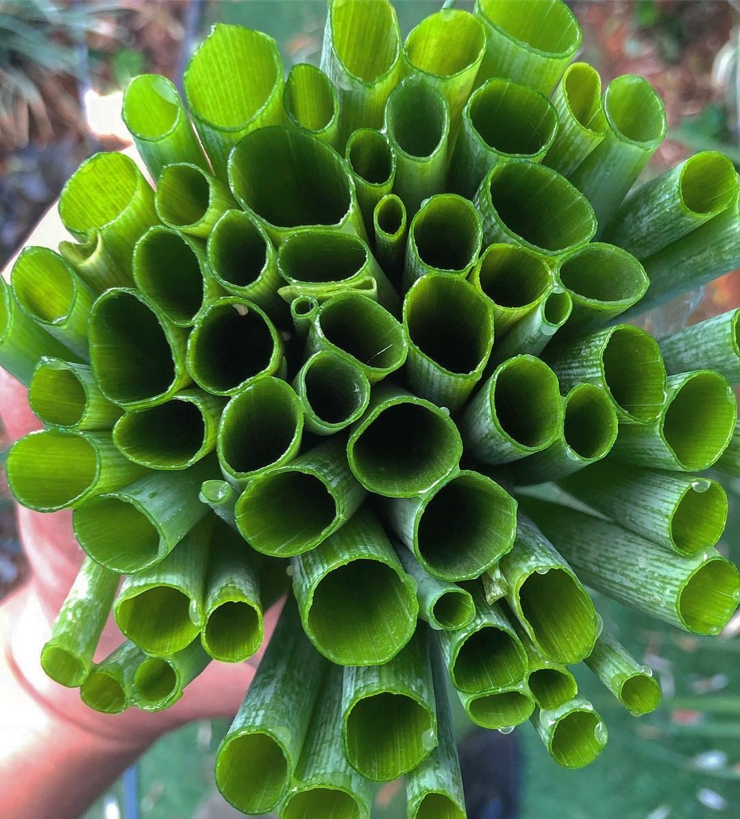 meo rua rau cu dung cach anh 3