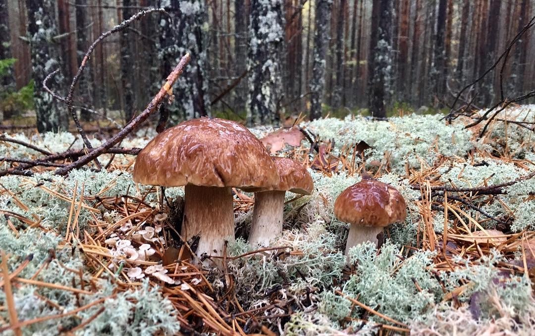 meo rua rau cu dung cach anh 9