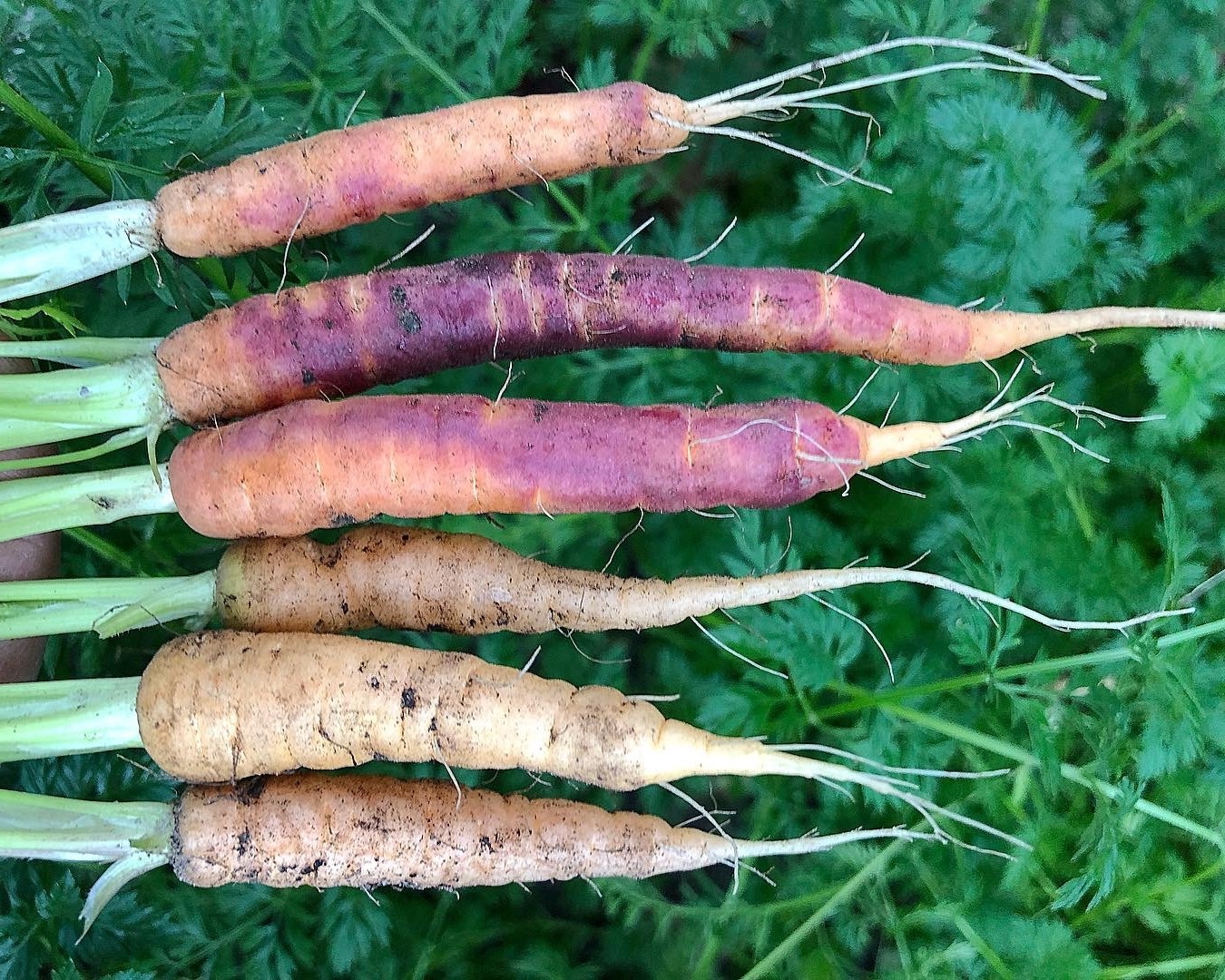 meo rua rau cu dung cach anh 16