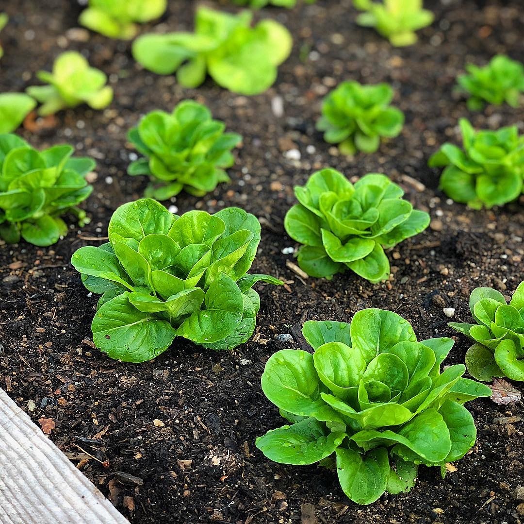 meo rua rau cu dung cach anh 19