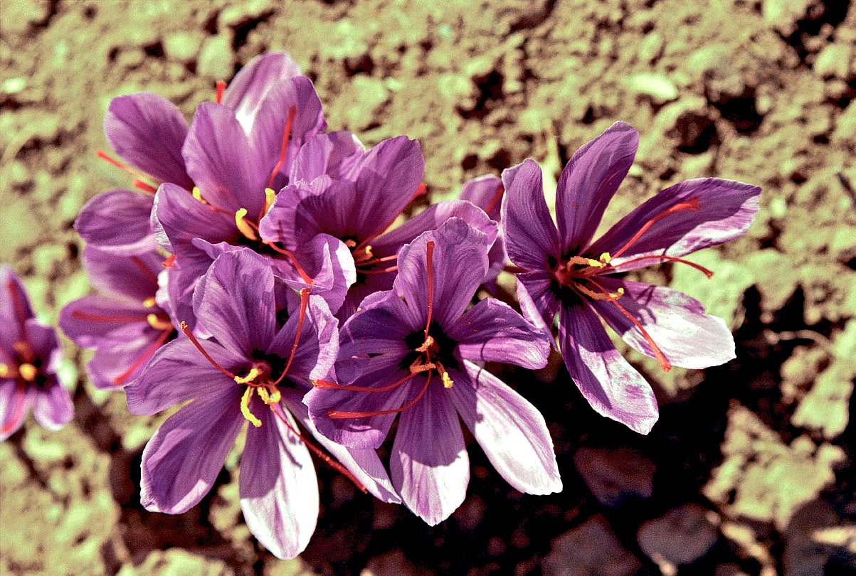 nhuỵ hoa nghệ tây saffron trong ẩm thực Iran ảnh 3 nhuy hoa nghe tay saffron trong am thuc Iran anh 3