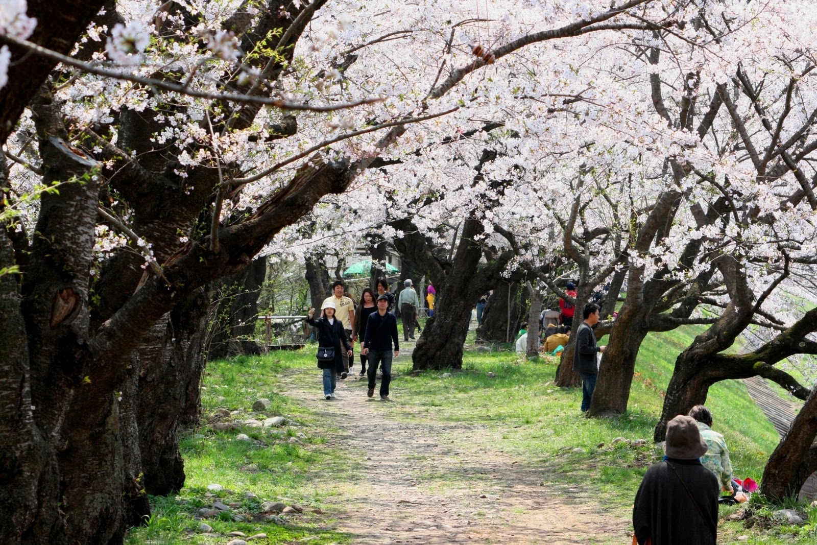 hoat dong du xuan Nhat Ban anh 6