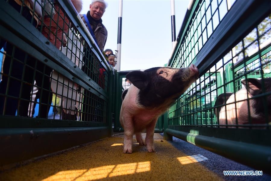 Tết Nguyên đán Trung Quốc ảnh 8 Tet Nguyen dan Trung Quoc anh 8