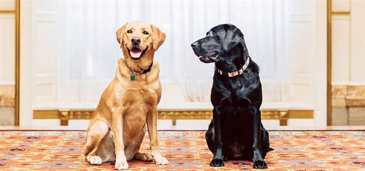 khach san cho meo anh 10