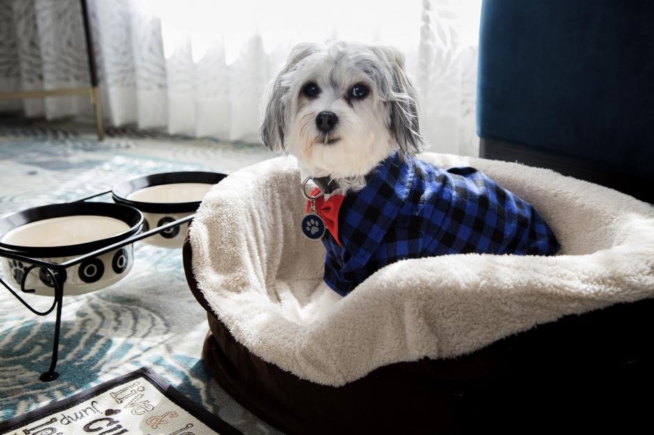 khach san cho meo anh 1