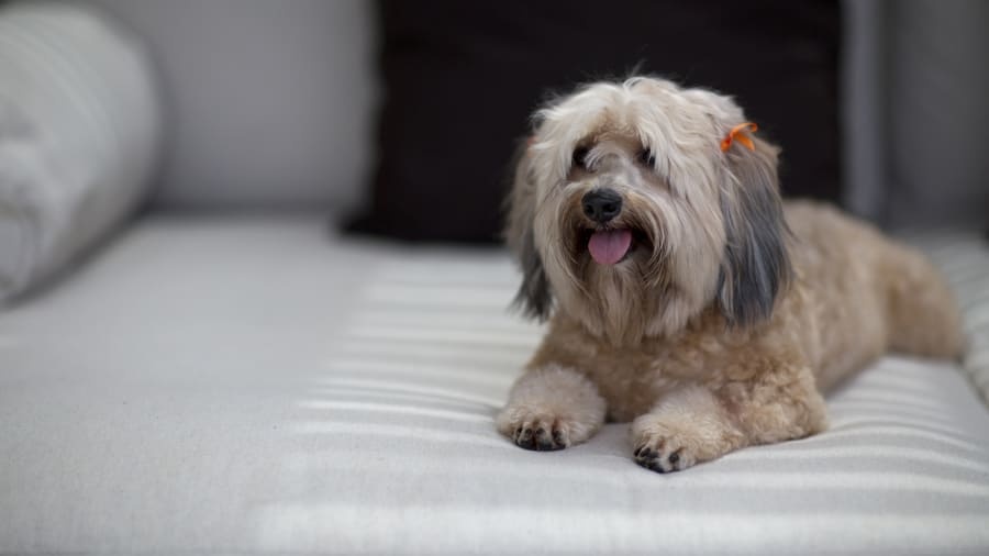 khach san cho meo anh 7