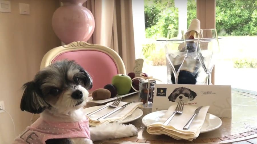 khach san cho meo anh 6