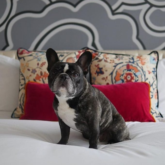 khach san cho meo anh 3