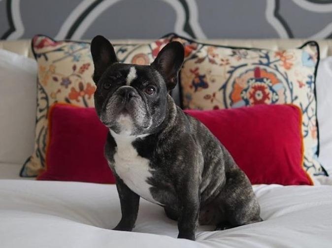 Thuc don cao cap, tien nghi cho thu cung khi di du lich cung chu hinh anh