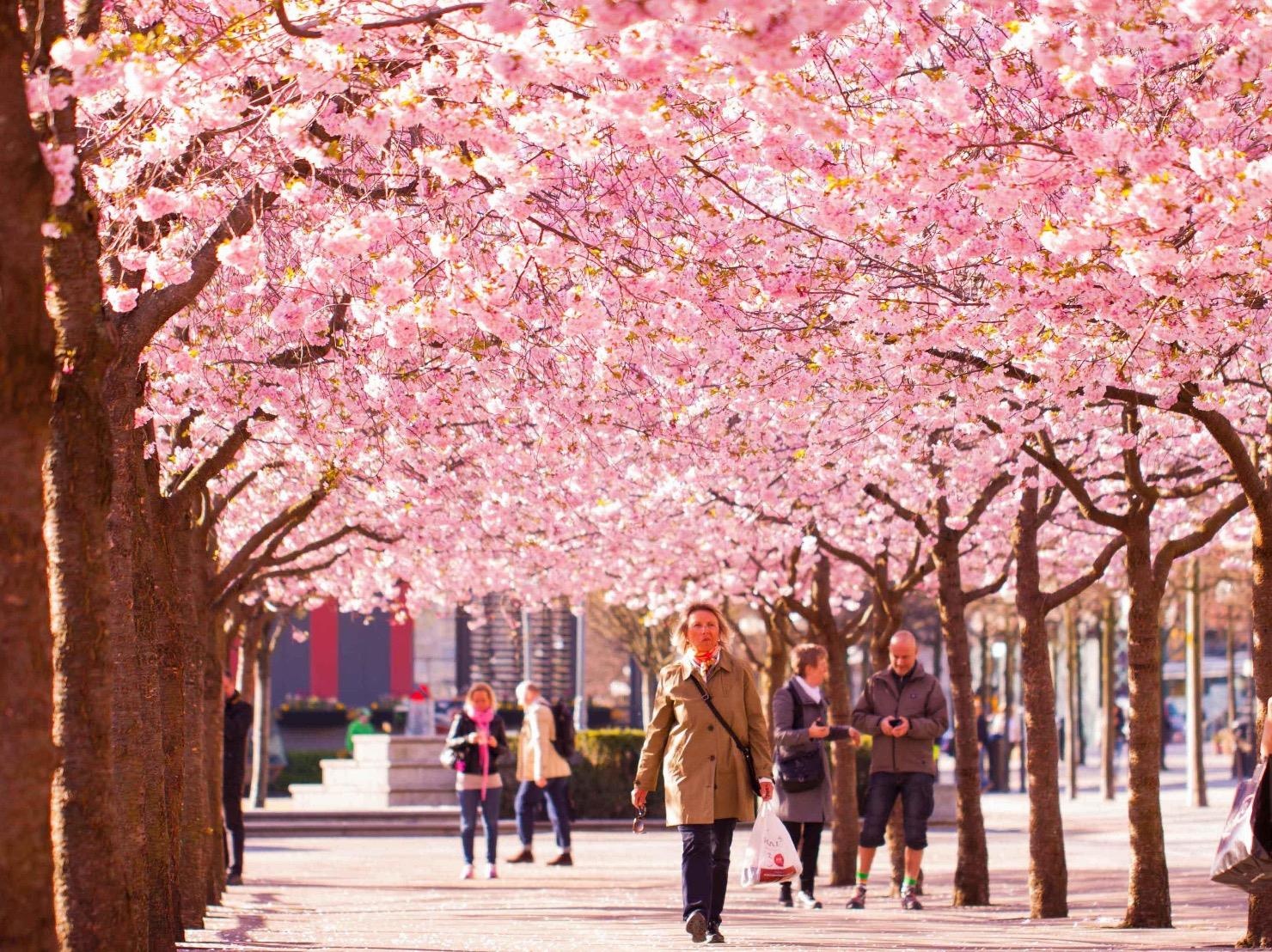 Mua hoa anh dao no rop troi o Thuy Dien hinh anh